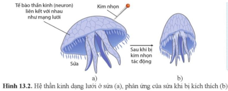 Câu hỏi trang 85 Sinh học 11