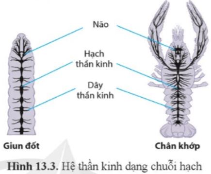 Câu hỏi trang 86 Sinh học 11