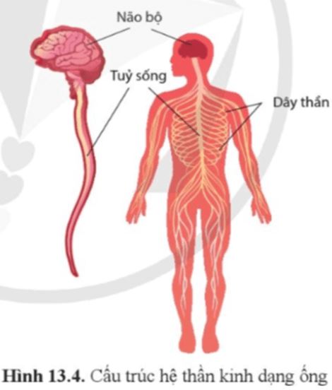 Câu hỏi trang 86 Sinh học 11