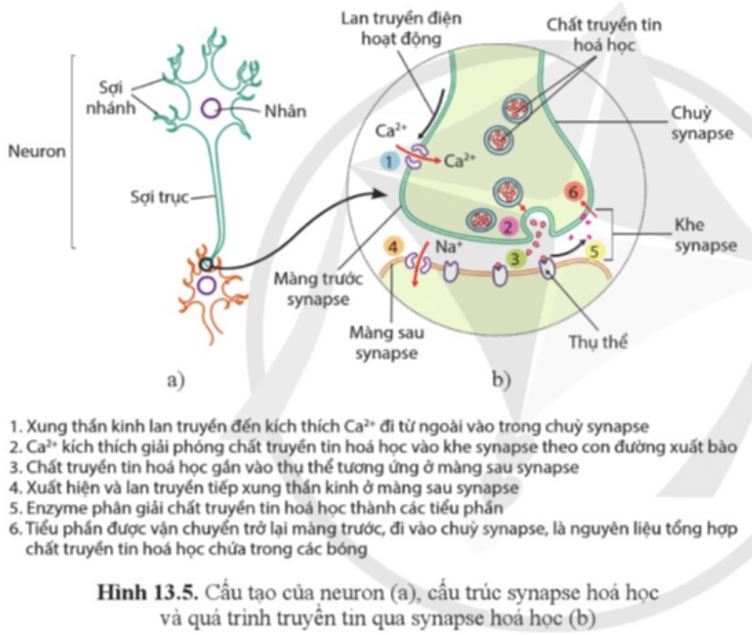 Câu hỏi trang 87 Sinh học 11