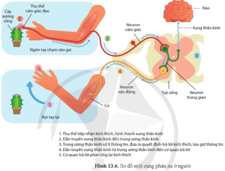 Câu hỏi trang 88 Sinh học 11