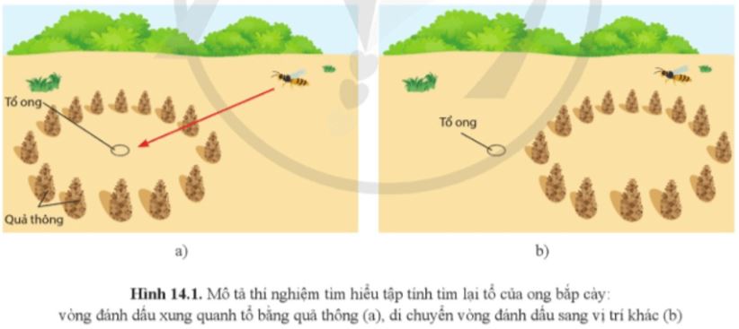 Mở đầu trang 93 Sinh học 11