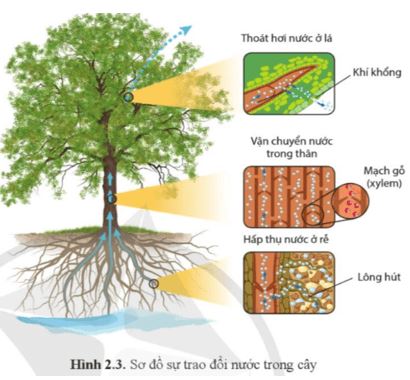 Câu hỏi trang 12 Sinh học 11