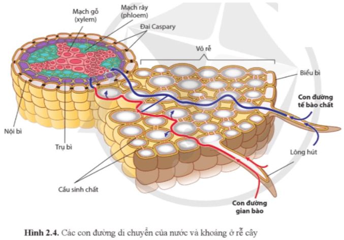 Câu hỏi trang 13 Sinh học 11