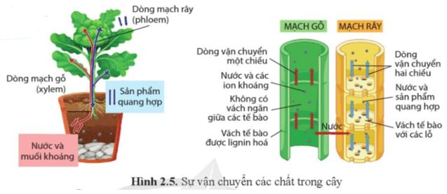 Câu hỏi trang 14 Sinh học 11