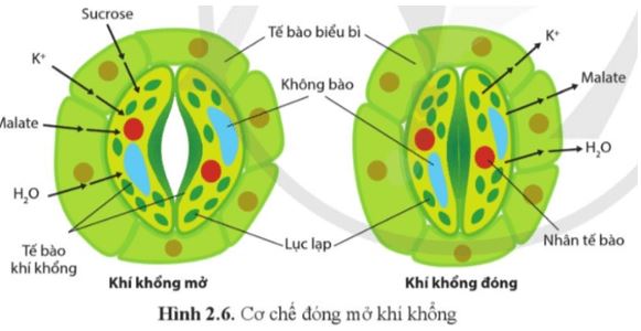 Câu hỏi trang 15 Sinh học 11