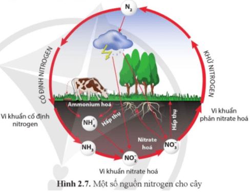 Câu hỏi trang 16 Sinh học 11