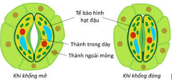 Báo cáo thực hành trang 21 Sinh học 11