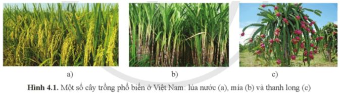 Mở đầu trang 25 Sinh học 11