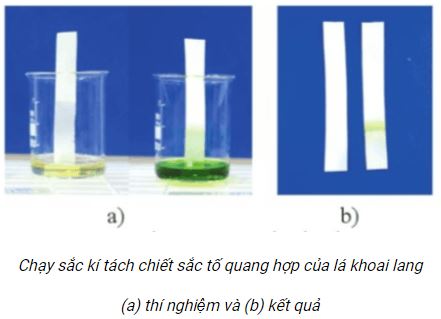 Báo cáo thực hành trang 32 Sinh học 11