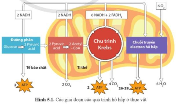 Câu hỏi trang 36 Sinh học 11