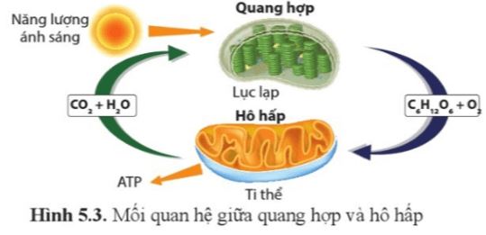 Câu hỏi trang 38 Sinh học 11