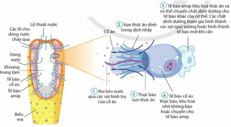 Luyện tập trang 40 Sinh học 11