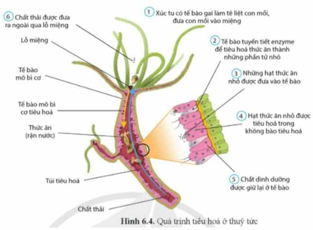 Luyện tập trang 40 Sinh học 11