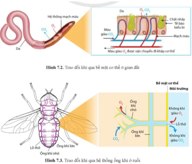 Câu hỏi trang 46 Sinh học 11