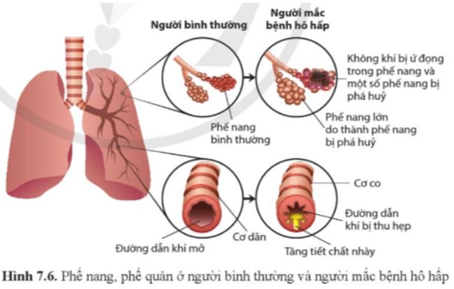 Câu hỏi trang 48 Sinh học 11