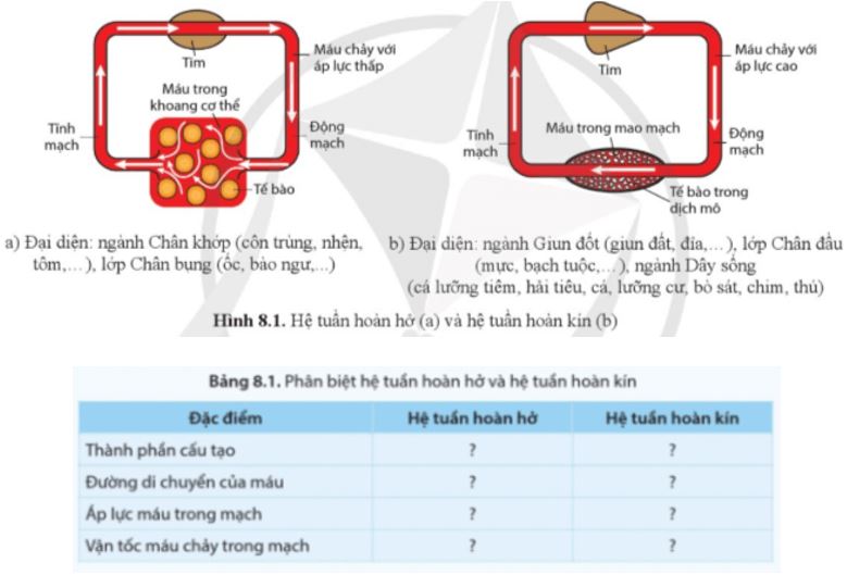 Câu hỏi trang 51 Sinh học 11