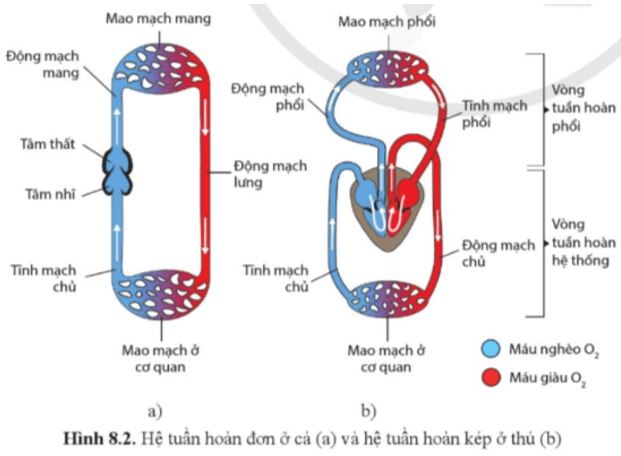 Câu hỏi trang 51 Sinh học 11