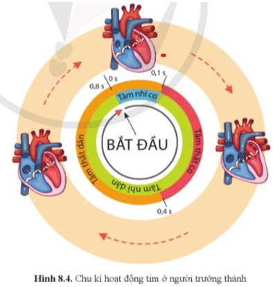 Câu hỏi trang 52 Sinh học 11