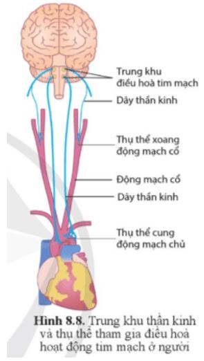 Câu hỏi trang 55 Sinh học 11