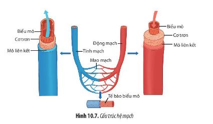 Sinh 11 Chân trời sáng tạo bài 10