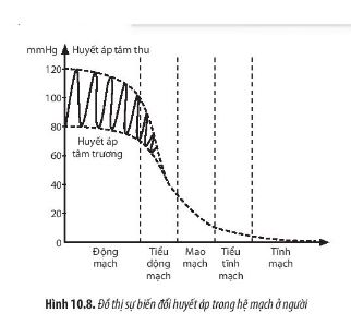 Sinh 11 Chân trời sáng tạo bài 10