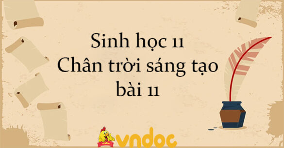 Sinh học 11 Chân trời sáng tạo bài 11