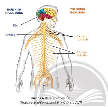 Sinh 11 Chân trời sáng tạo bài 17