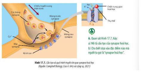 Sinh 11 Chân trời sáng tạo bài 17