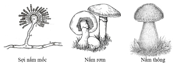 Vẽ sợi nấm mốc và một số loại nấm lớn mà em quan sát được